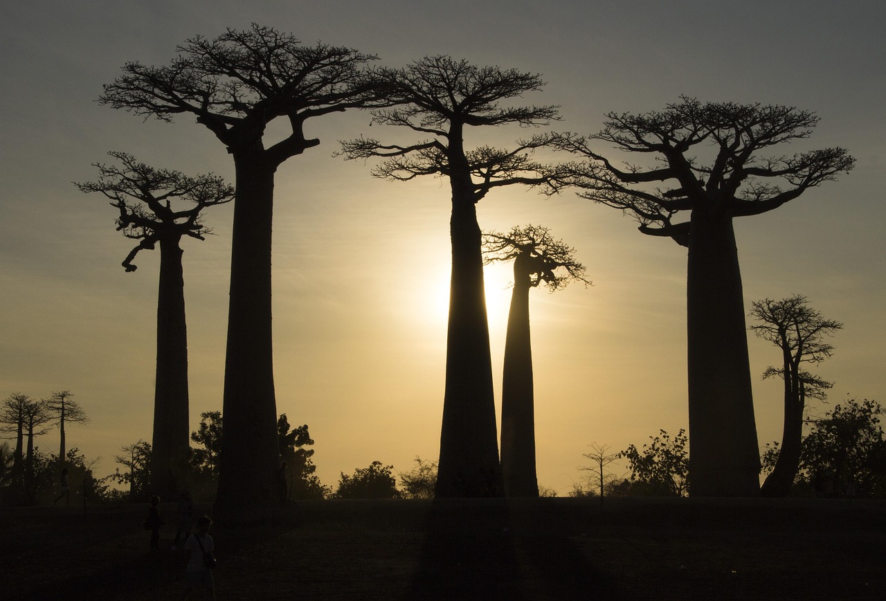 Cross into the Wonders of Madagascar with the eVisa
