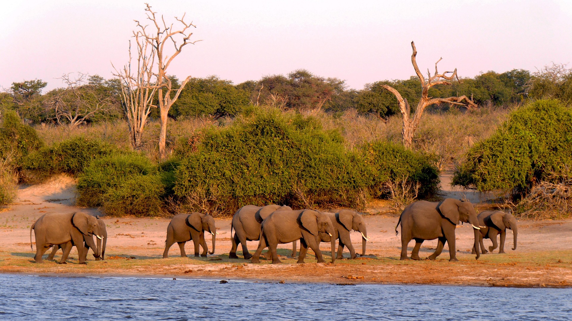 Experience Africa’s Best Safari in Botswana with an eVisa