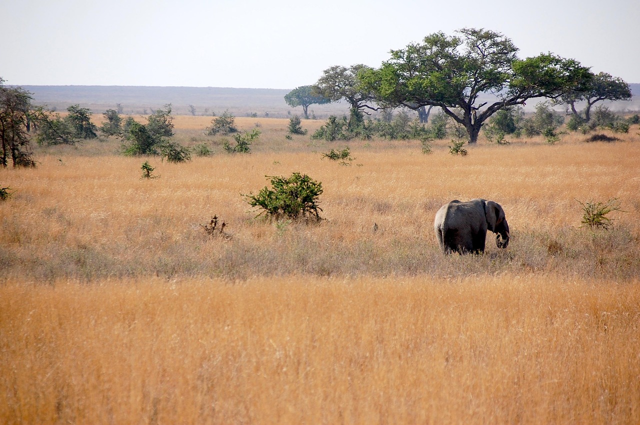 Tanzania Visitor Trends 2025 with Zanzibar’s December Boom and eVisa Demand